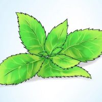 چگونه در گلدان نعناع بکاریم؟