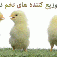 بهترین شرکت فروش تخم نطفه دار